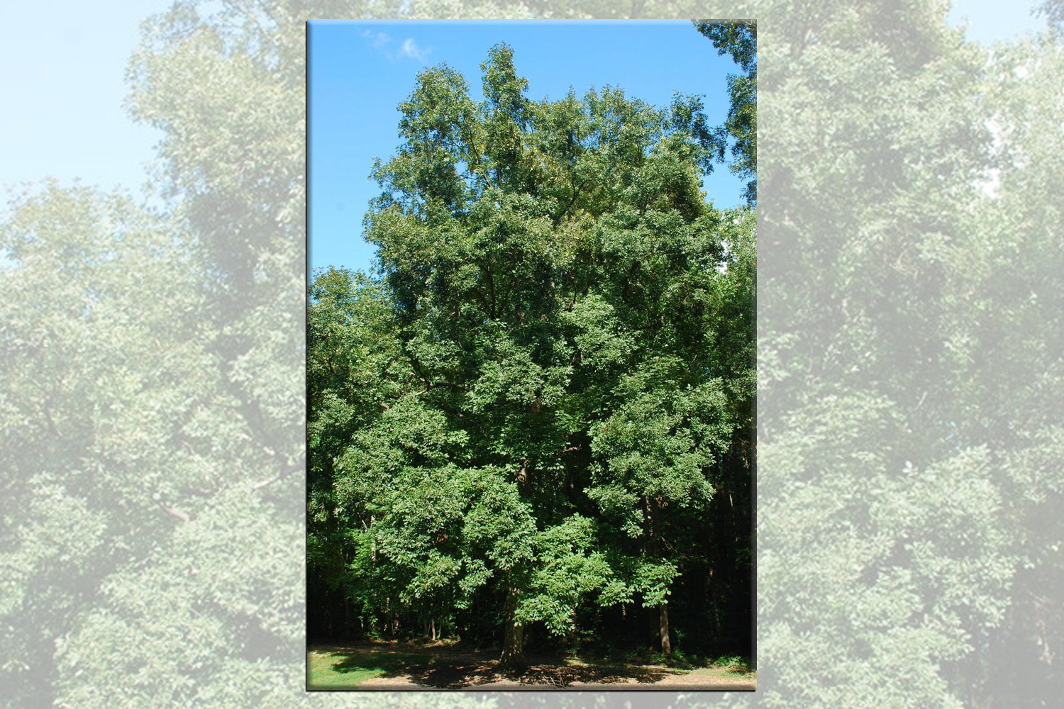 Shagbark Hickory Tree Plantings Suffolk Hydroseeding.com 